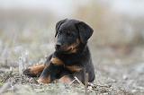 BEAUCERON - PUPPIES 154